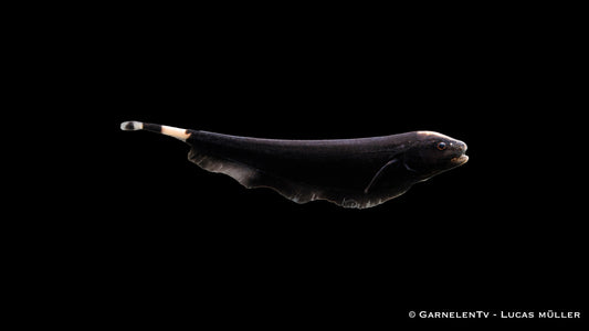 Weißstirn Messerfisch - Apteronotus albifrons