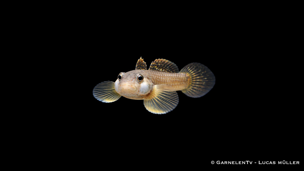 Weißwangengrundel - Rhinogobius duospilus