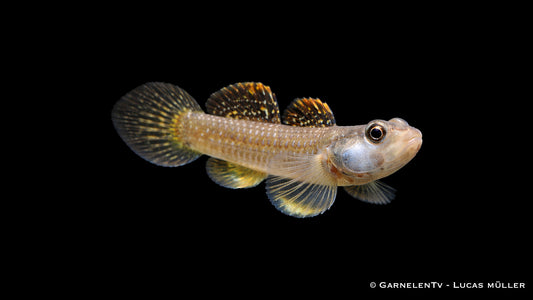 Weißwangengrundel - Rhinogobius duospilus