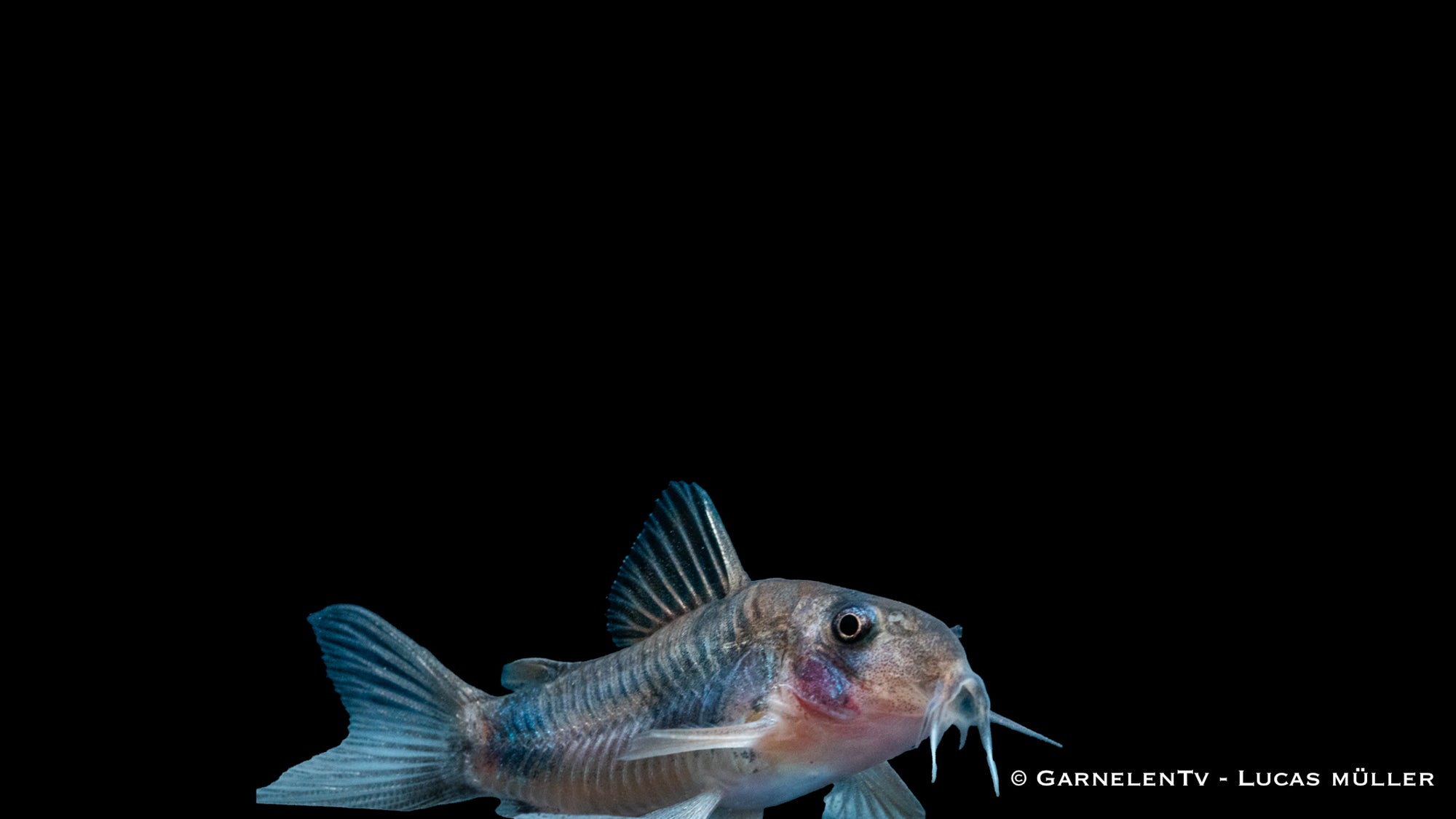 Weitzmans Panzerwels Corydoras weitzmani im Aquarium