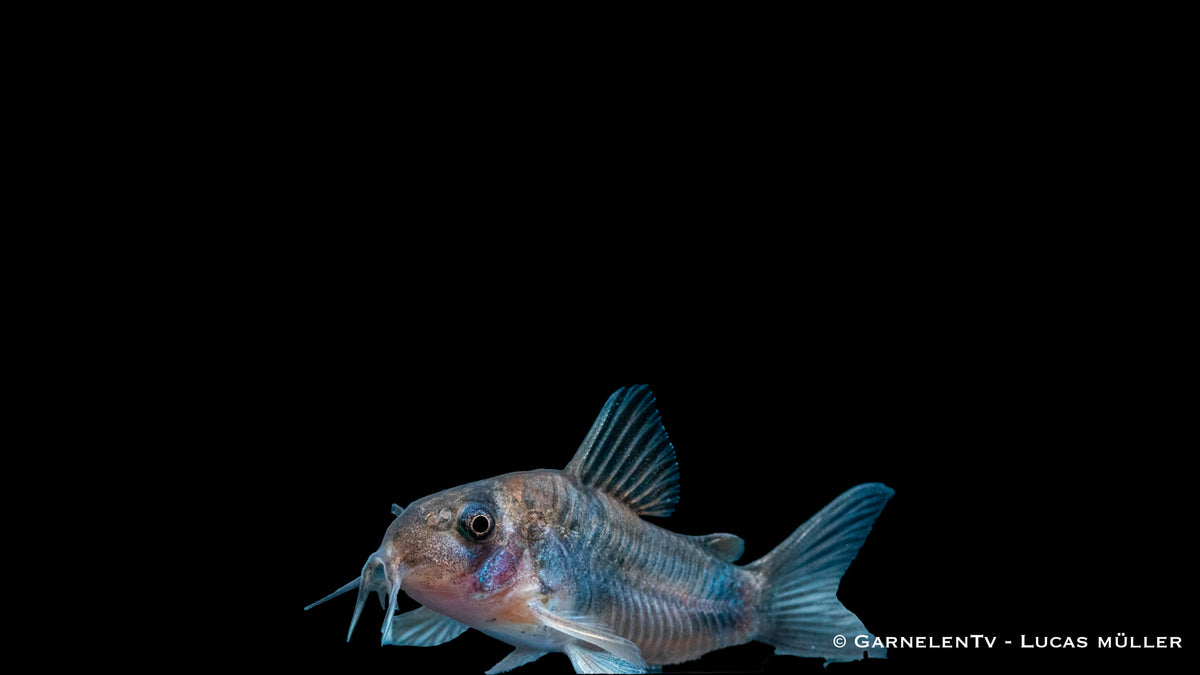 Corydoras weitzmani – seltener Panzerwels mit schwarzer Musterung