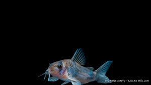 Corydoras weitzmani – seltener Panzerwels mit schwarzer Musterung