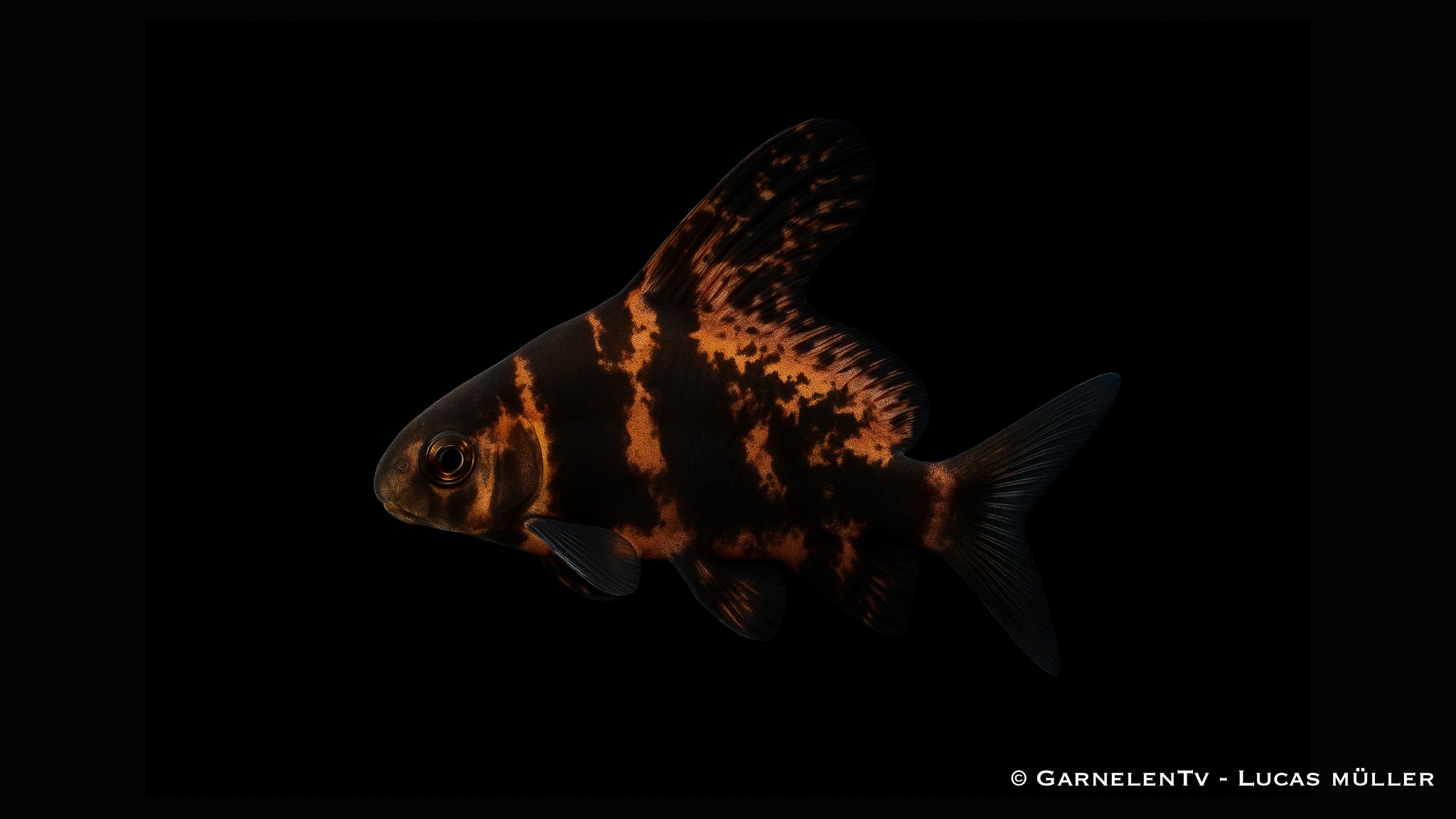 Wimpelkarpfen - Myxocyprinus asiaticus (7-8 cm)