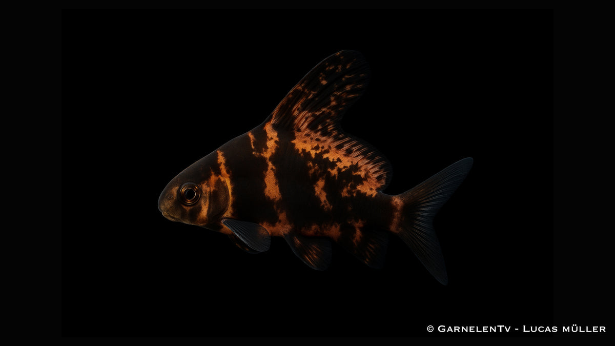 Wimpelkarpfen - Myxocyprinus asiaticus (7-8 cm)