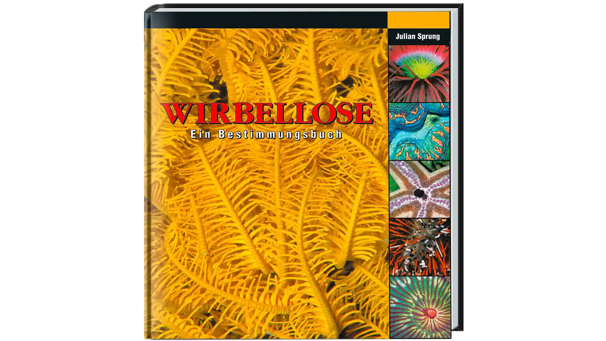 Wirbellose Meerwasser