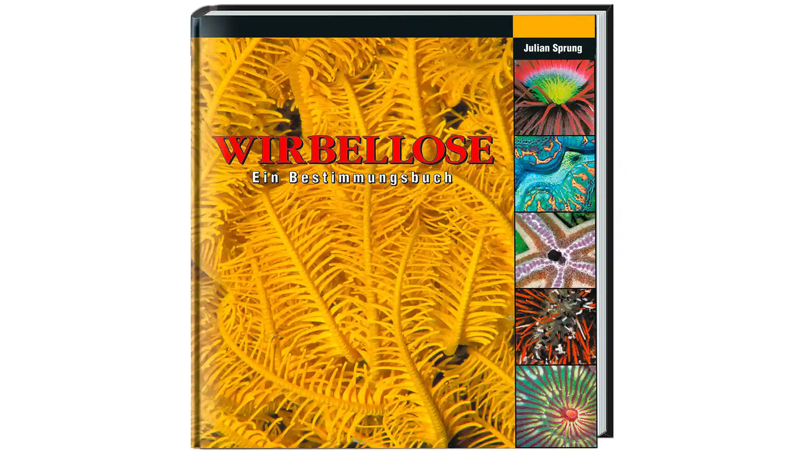Wirbellose Meerwasser