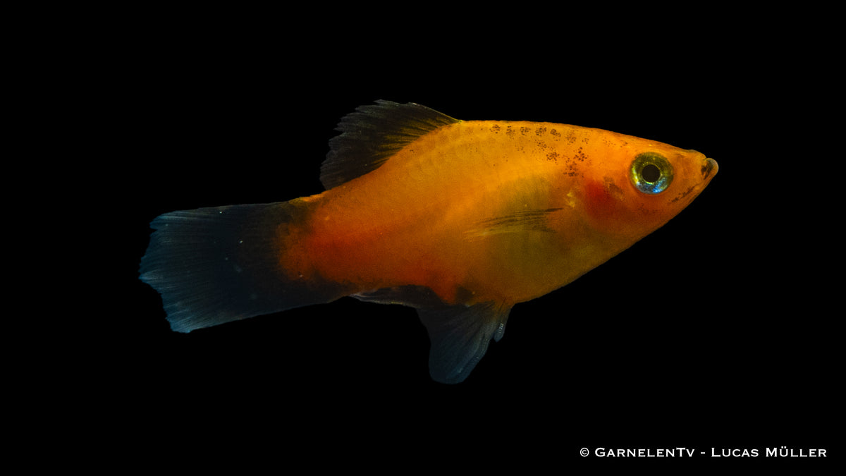 Xiphophorus maculatus Deutschland Platy in Aquarienlandschaft
