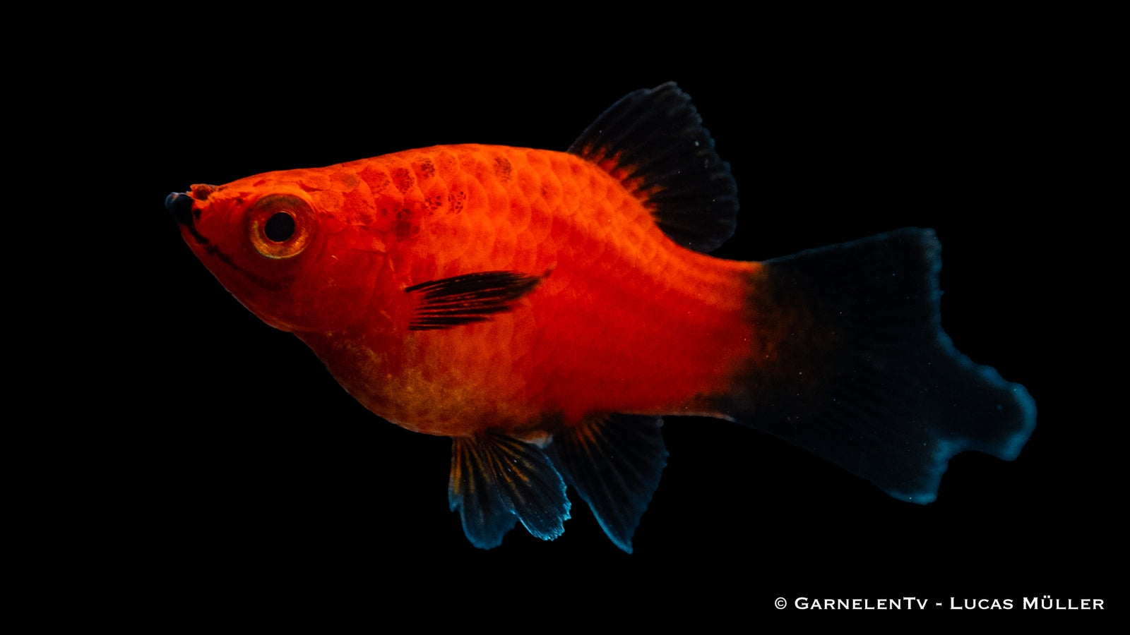 Platy rot Wagtail Zierfisch schwimmt im Aquarium