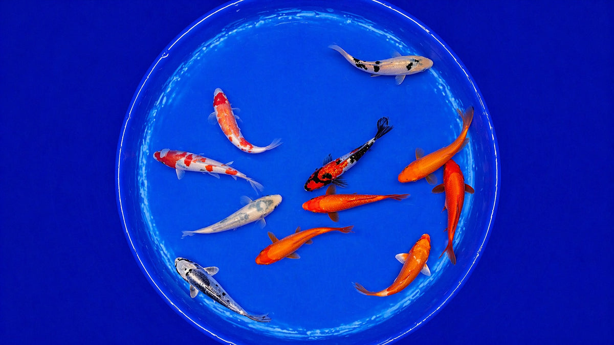 Japan Koi Yagenji Cyprinus carpio 13 bis 16 cm schwimmt im Aufzuchtteich