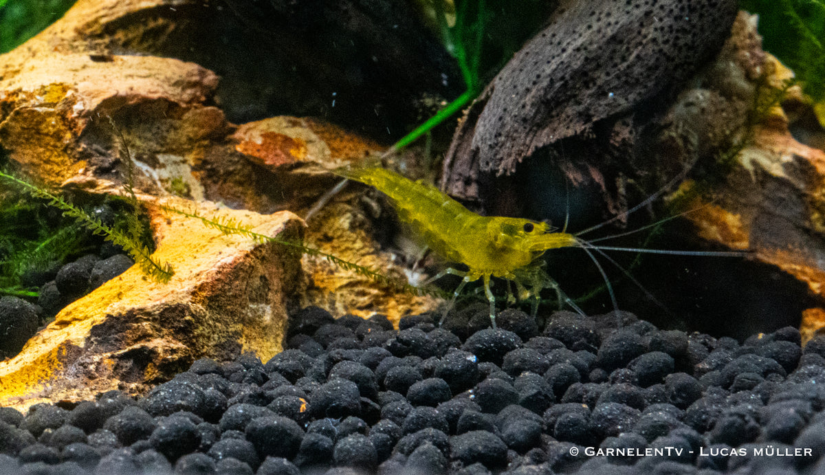 Yellow King Kong Garnele - Caridina sp. (DNZ)