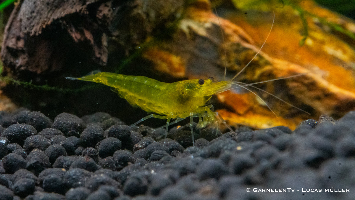 Yellow King Kong Garnele - Caridina sp. (DNZ)
