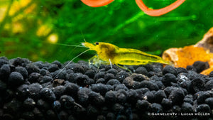 Yellow King Kong Garnele - Caridina sp. (DNZ)