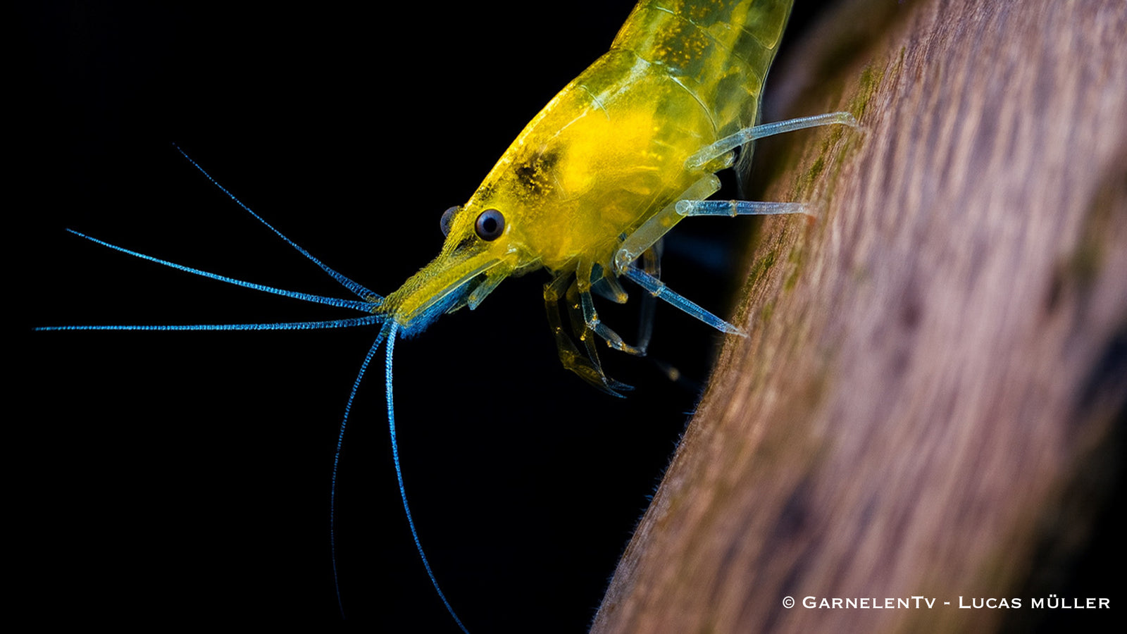 Yellow Fire Garnele Männchen im Aquarium