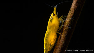 Yellow Fire Garnele mit sichtbaren Eiern in den Bautaschen