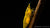 Yellow Fire Garnele Männchen im Aquarium