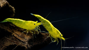Zwei Yellow Fire Garnelen, ein Weibchen vorne und hinten ein Männchen