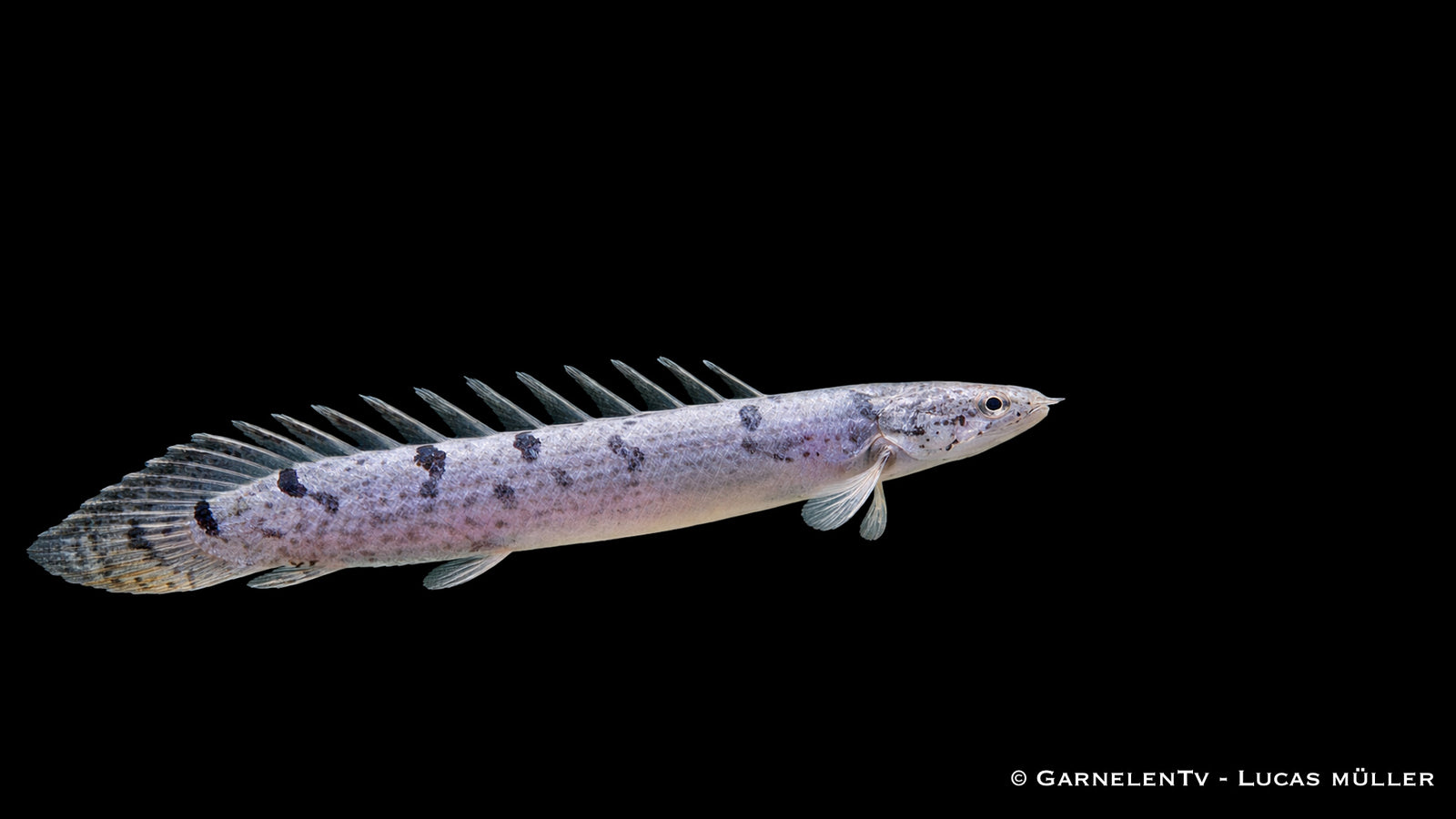 Zaire-Flösselhecht - Polypterus delhezi