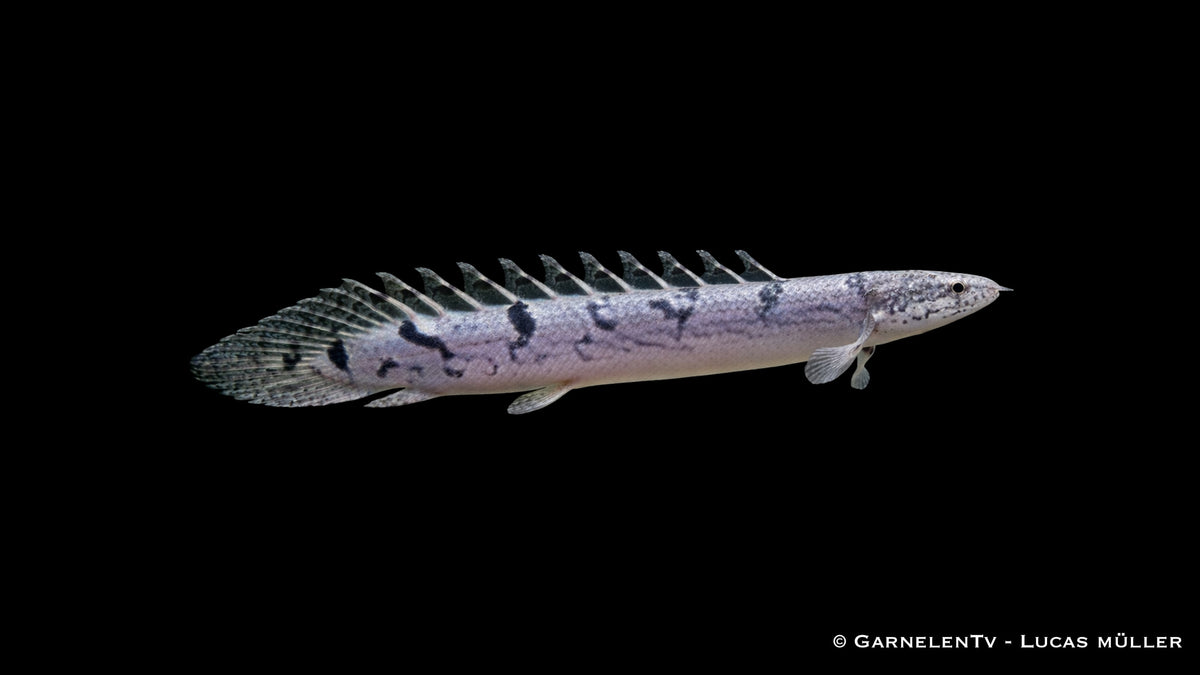Zaire-Flösselhecht - Polypterus delhezi