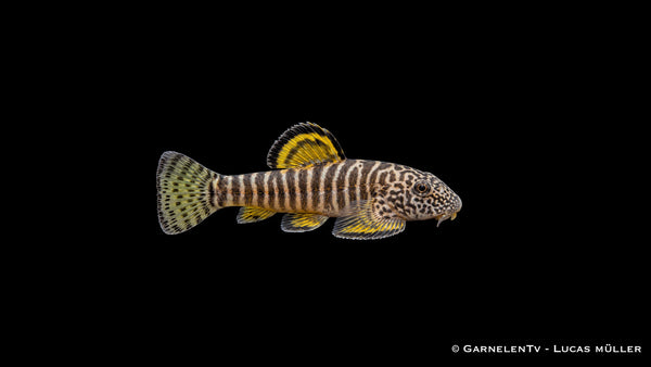 Zebra Flossensauger Yellow Fin - Pseudogastromyzon changtingensis