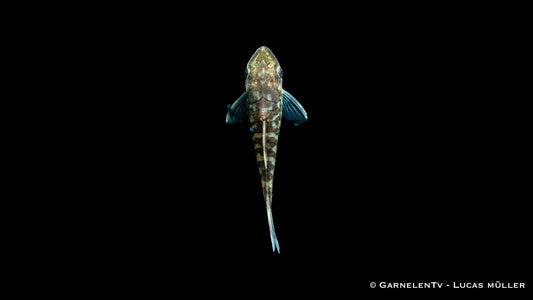 Zebra Otocinclus - Otocinclus cocama an der Scheibe