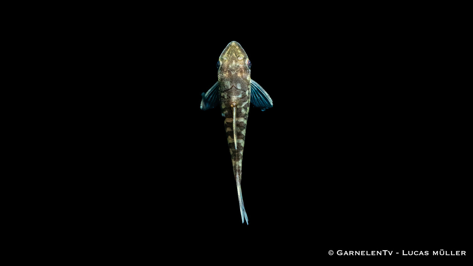 Zebra Otocinclus - Otocinclus cocama