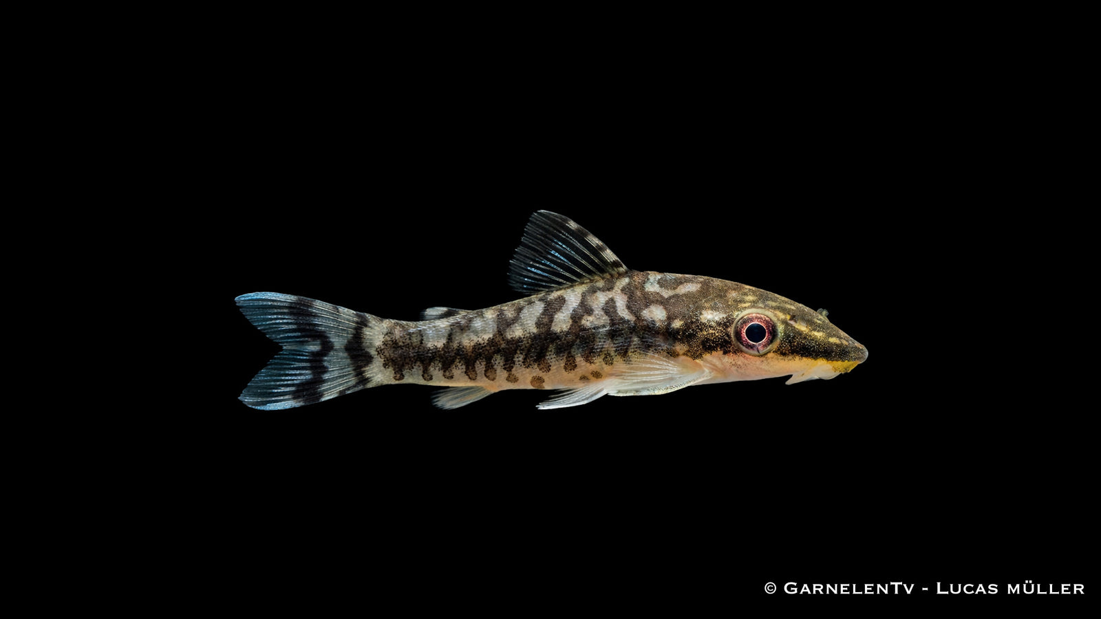 Zebra Otocinclus - Otocinclus cocama