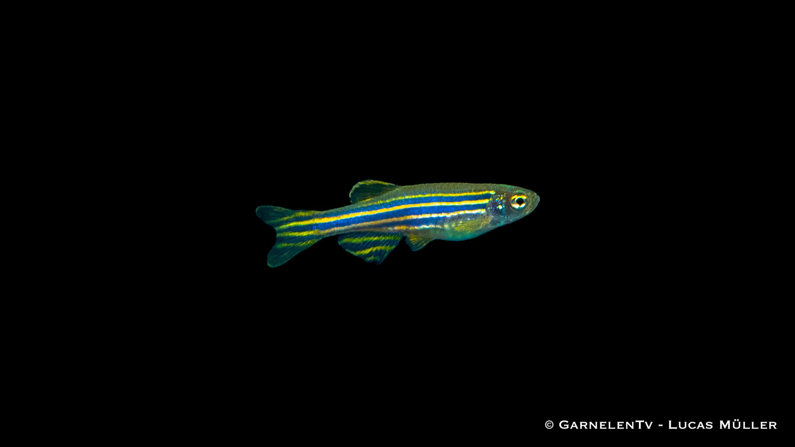 Zebrabärbling Danio rerio im Aquarium schwimmend

