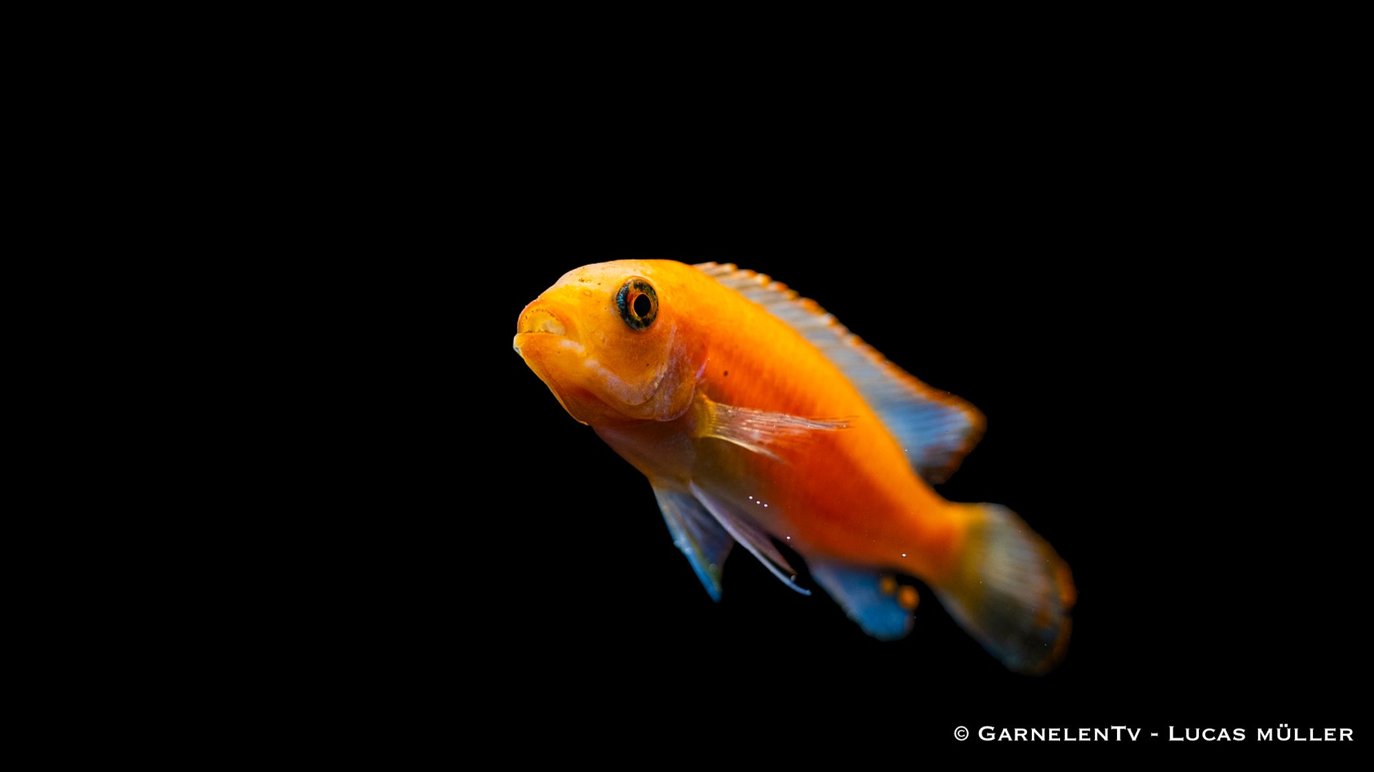 Zebrabuntbarsch Rot (Pseudotropheus estherae) im Aquarium