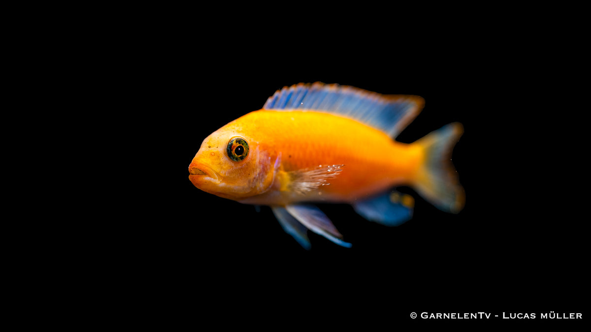 Roter Zebrabuntbarsch schwimmt zwischen Felsen
