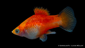 Zierfische Platy Ananas Nadel in einem gut bepflanzten Aquarium