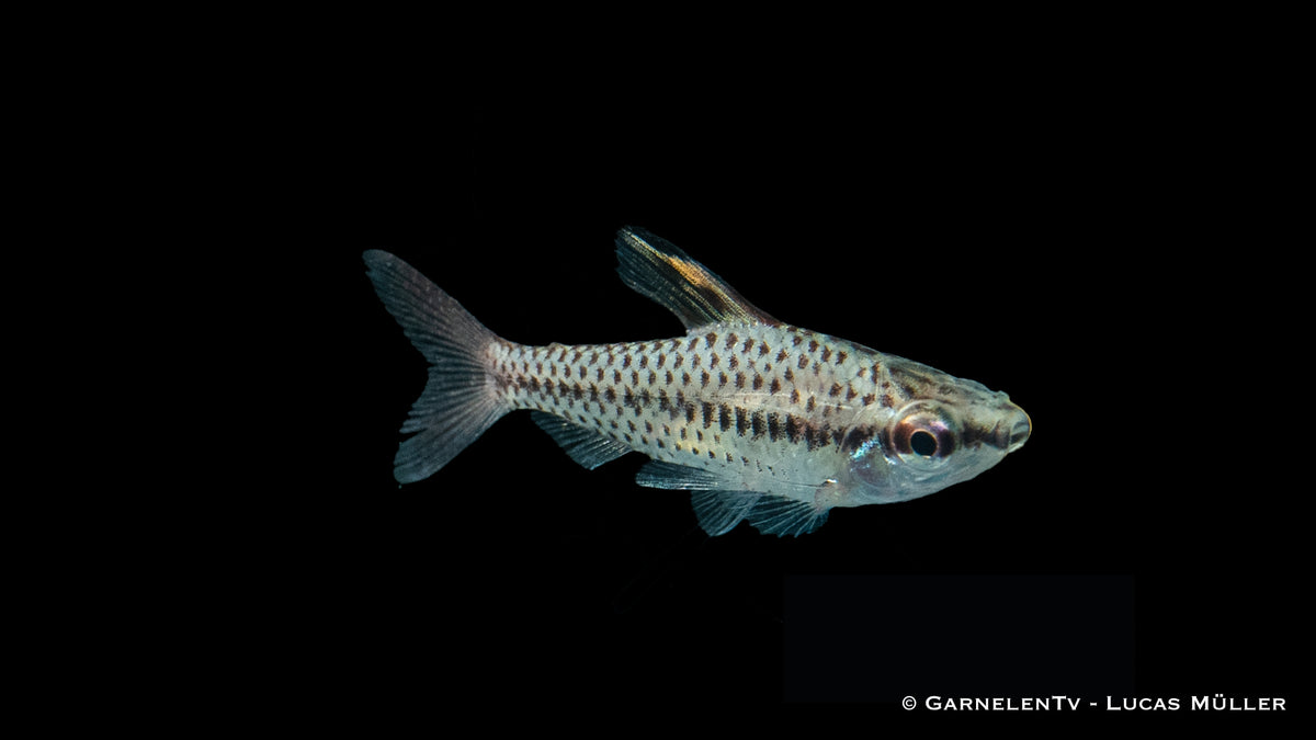 Chilodus gracilis swimming in community tank
