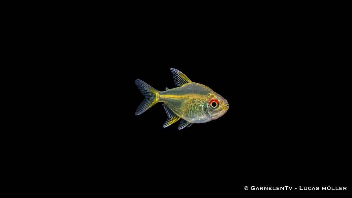 Zitronensalmler - Hyphessobrycon pulchripinnis