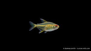 Zitronensalmler - Hyphessobrycon pulchripinnis