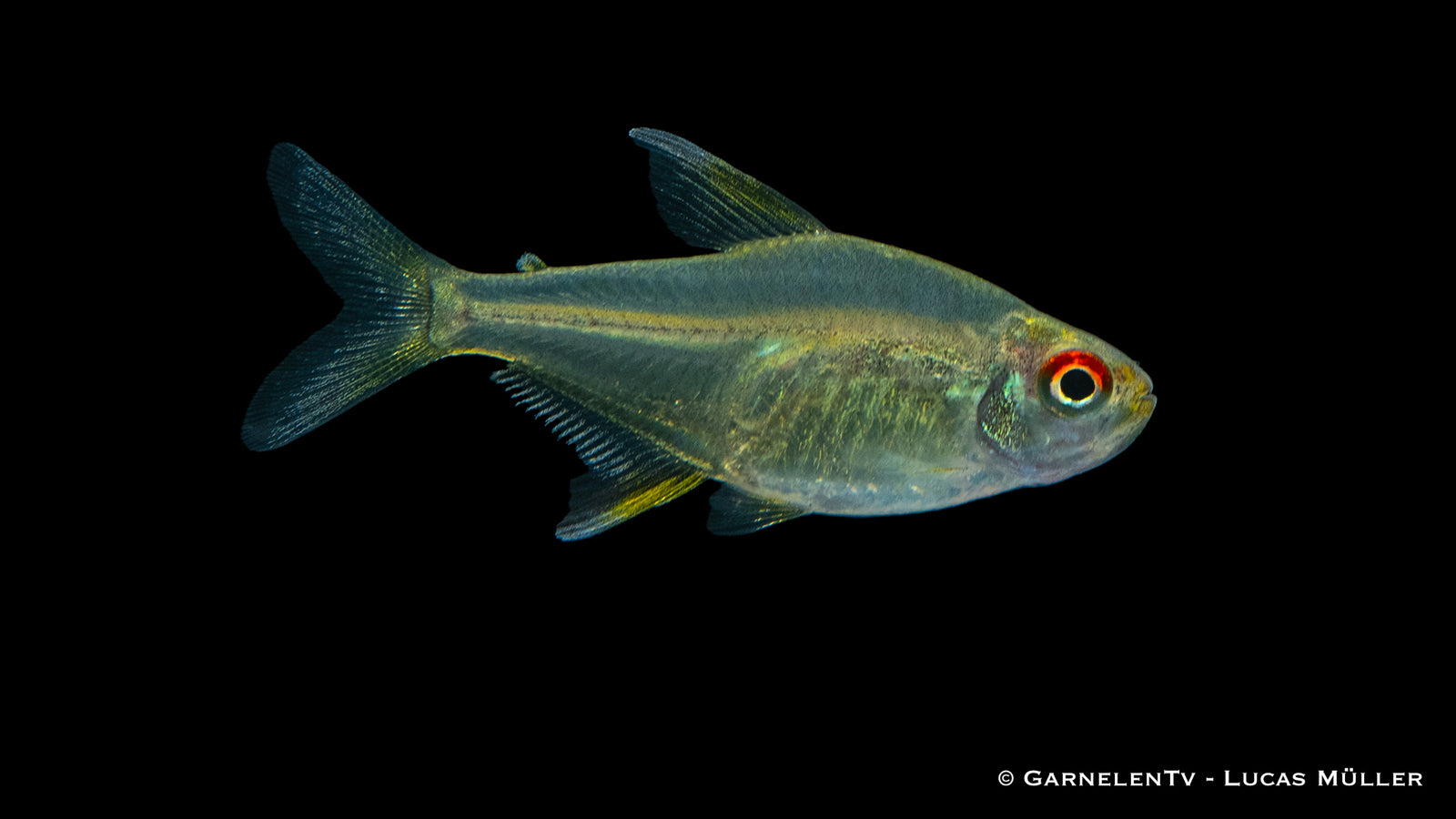 Zitronensalmler (Hyphessobrycon pulchripinnis) schwimmt im Aquarium
