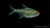 Zitronensalmler (Hyphessobrycon pulchripinnis) schwimmt im Aquarium
