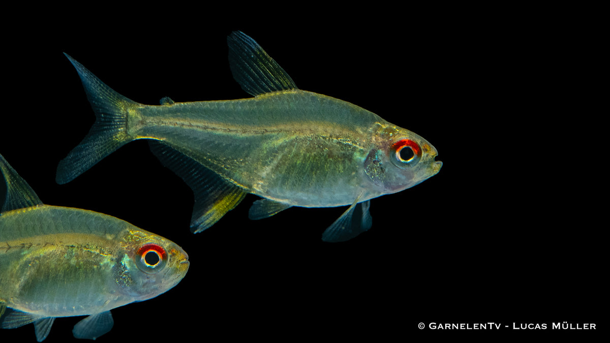Zitronensalmler im Aquarienbecken mit Pflanzen