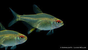 Zitronensalmler im Aquarienbecken mit Pflanzen