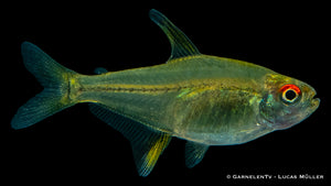 Zitronensalmler im Schwarm im Aquarium