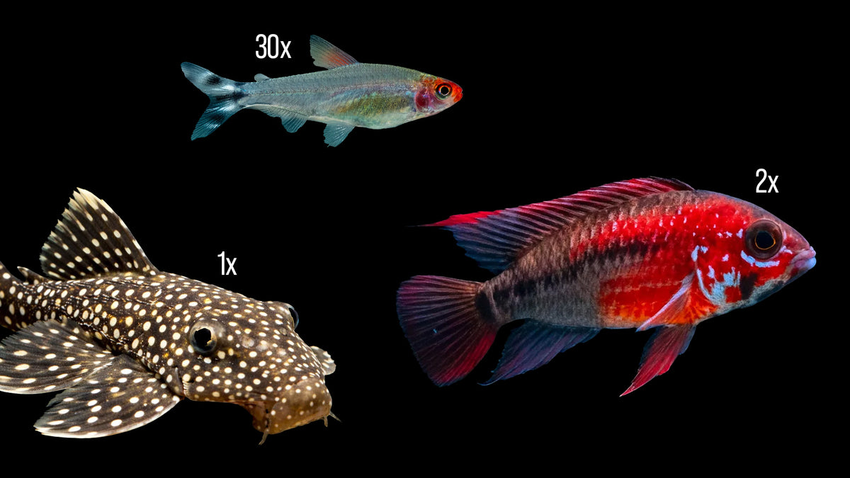 Amazonas Zierfisch - Set für 200 Liter