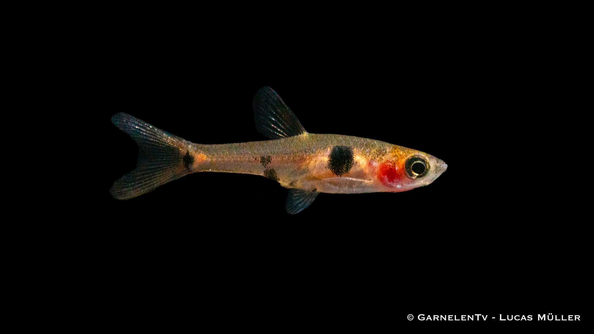 Zwergbärbling Boraras maculatus in Aquarium