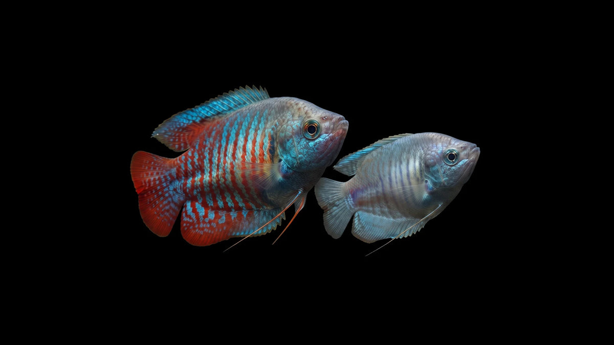 1x Pärchen Zwergfadenfisch neon - Colisa lalia