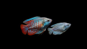 1x Pärchen Zwergfadenfisch neon - Colisa lalia