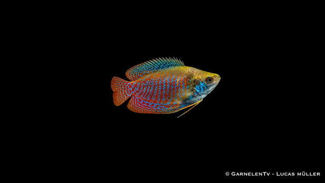 Zwergfadenfisch - Trichogaster lalius Männchen, orangerot mit blauen Querstreifen