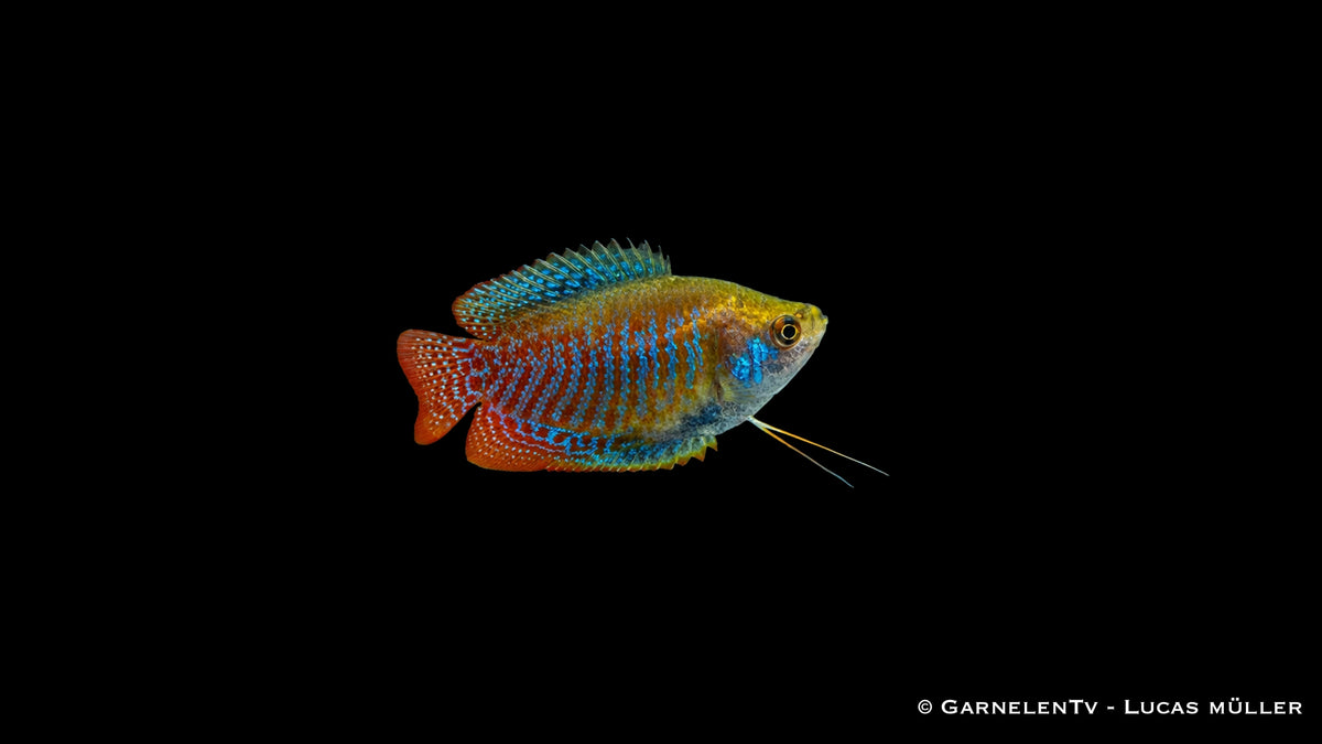 Zwergfadenfisch (Trichogaster lalius) mit langen Bauchfäden und blauer Kehle