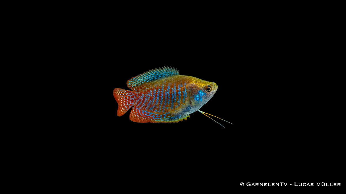 Zwergfadenfisch (Trichogaster lalius), rot und blau gestreift mit blau gepunkteter Rückenflosse