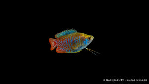 Zwergfadenfisch (Trichogaster lalius), rot und blau gestreift mit blau gepunkteter Rückenflosse