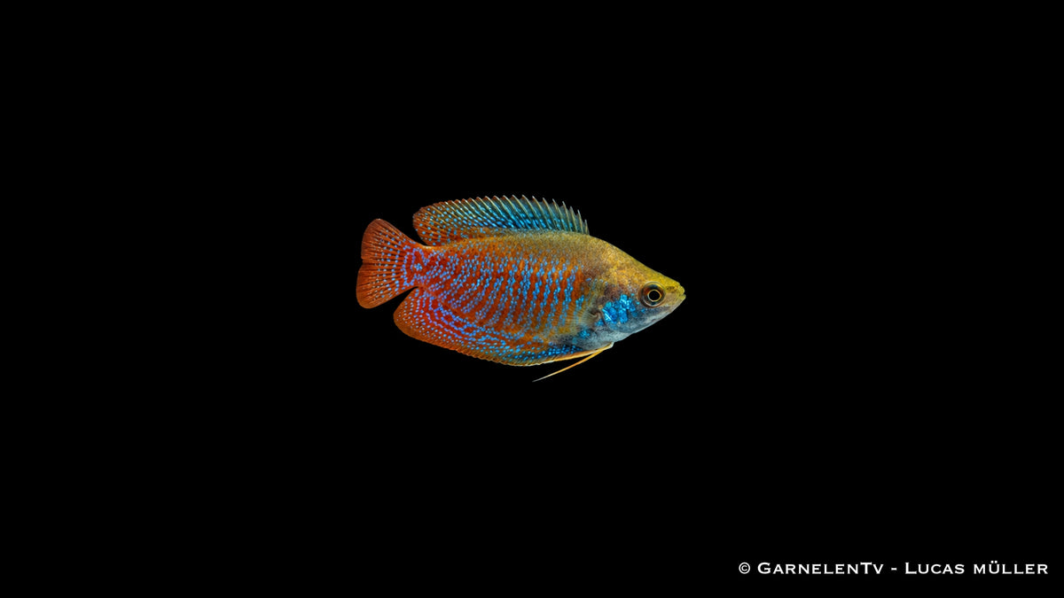 Zwergfadenfisch Männchen - Colisa lalia in Wildfarbe, Seitenansicht