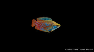 Zwergfadenfisch Männchen - Colisa lalia in Wildfarbe, Seitenansicht