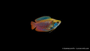 Zwergfadenfisch - Trichogaster lalius Männchen, orangerot mit blauen Querstreifen
