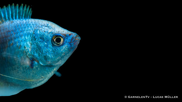 Zwergfadenfisch Koralle blau - Trichogaster/Colisa lalius